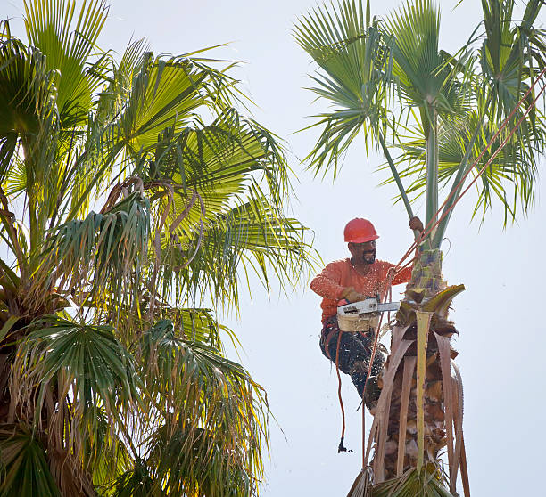 Trusted St Joseph, MI Tree Removal Experts